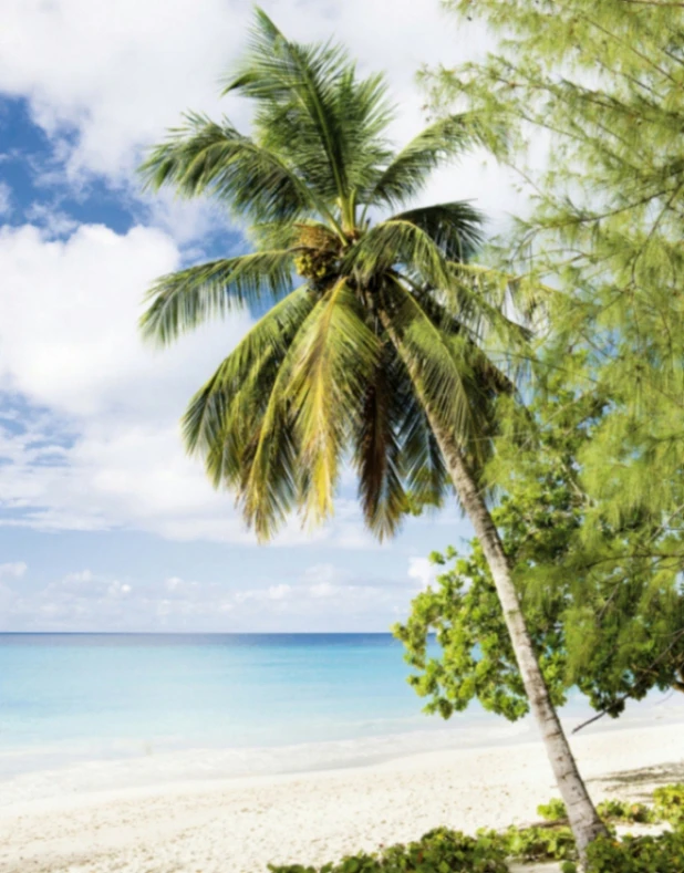 Fototapete Vlies Meer Palmen Urlaub Blau Grün Weiß 47269 – Bild 2